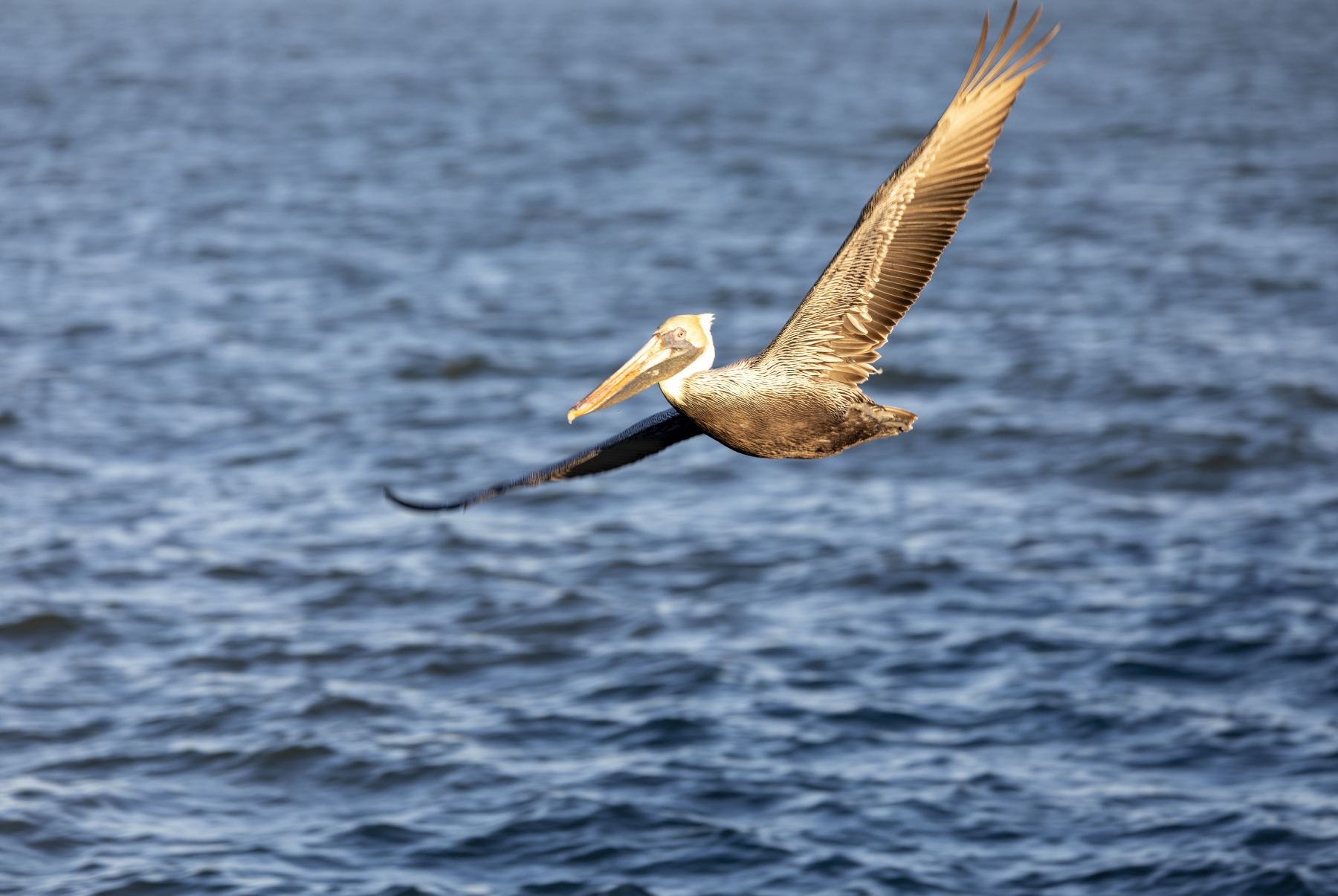 Brown Pelican Port Aransas 2023